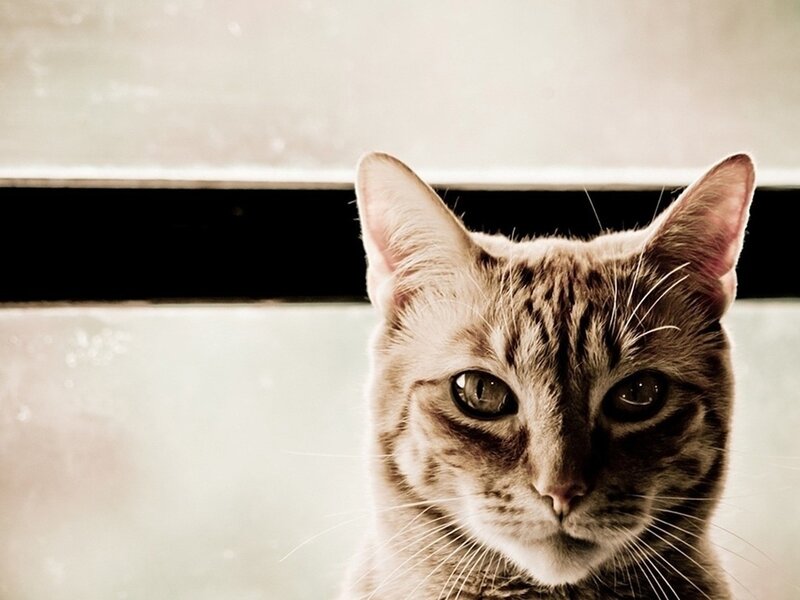 Tabby Cat Looking at Camera — Brown