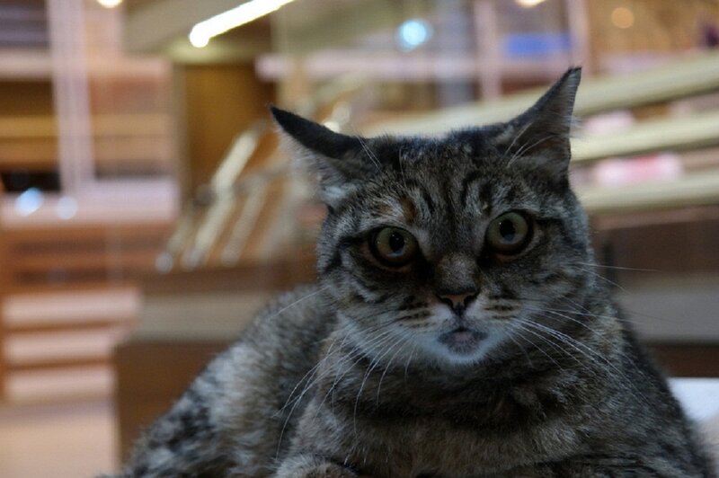 Tabby Cat Looking at Camera — Gray