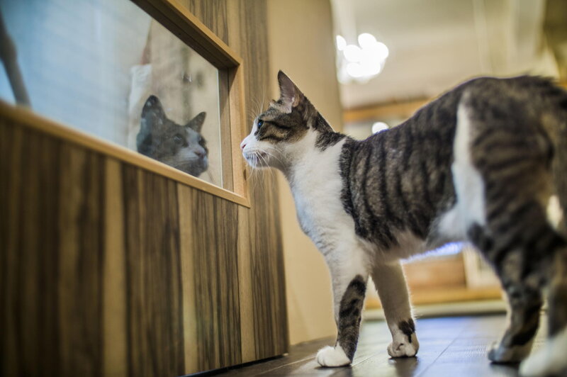 Tabby Cat Looking at Mirror