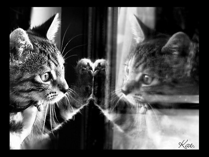 Tabby Cat Looking at Reflection