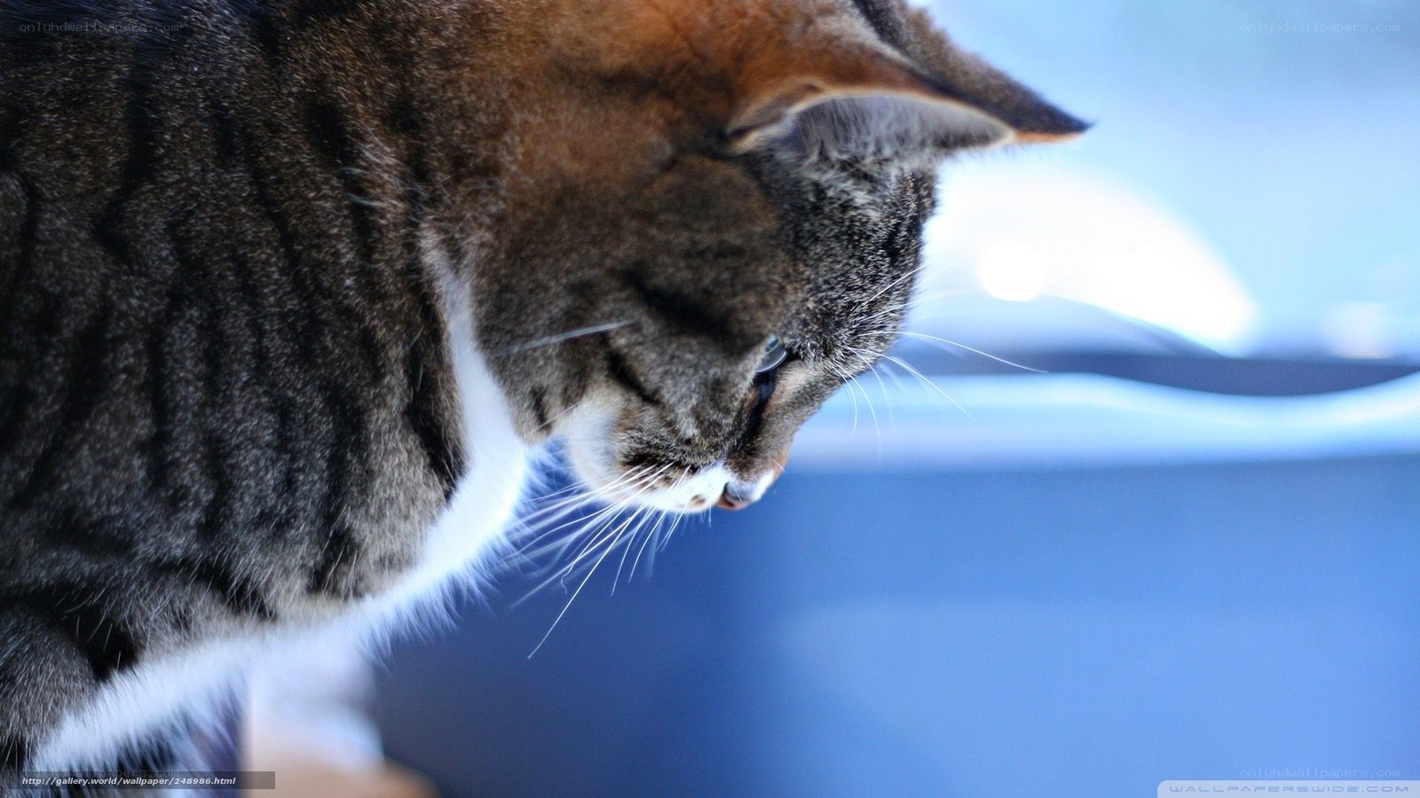 tabby cat looking down