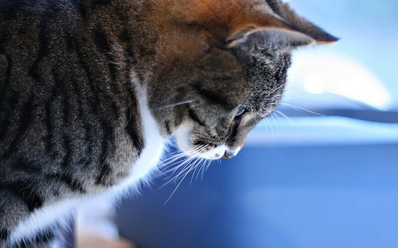 tabby cat looking down