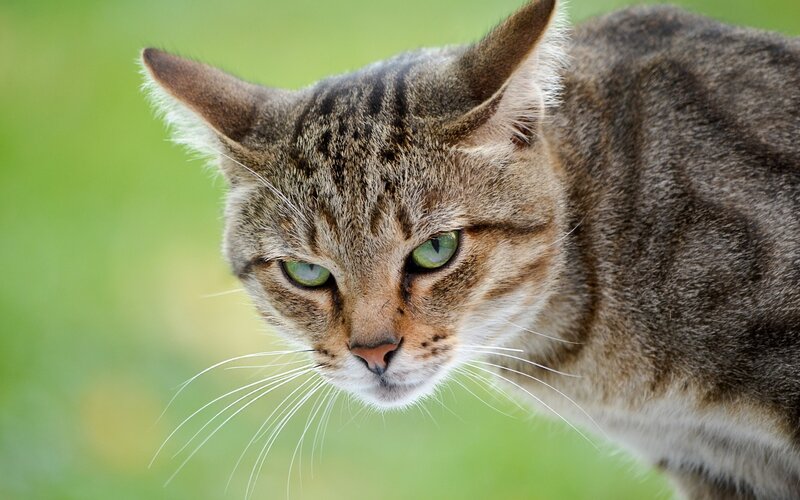 Tabby Cat Looking Down — Brown