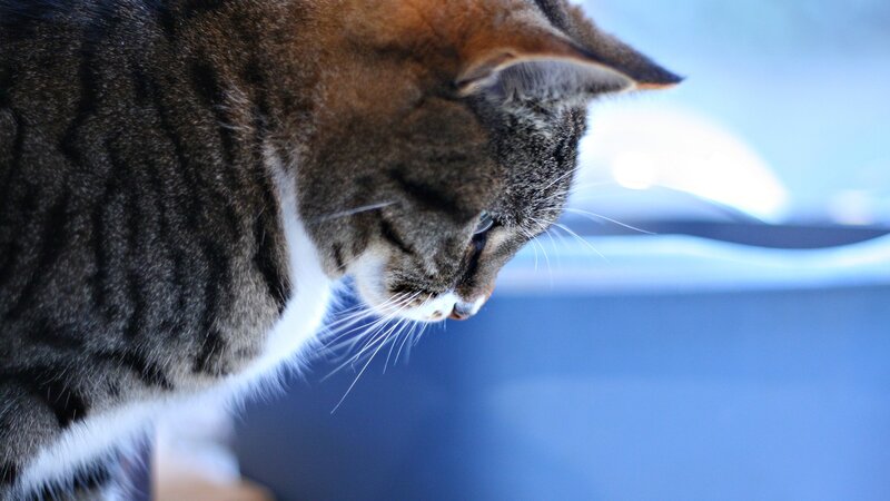 Tabby Cat Looking Down — Gray, Calm, Photograph