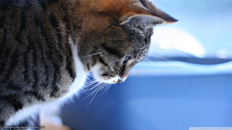 Tabby Cat Looking Down — Gray, Calm, Photograph, Whiskers