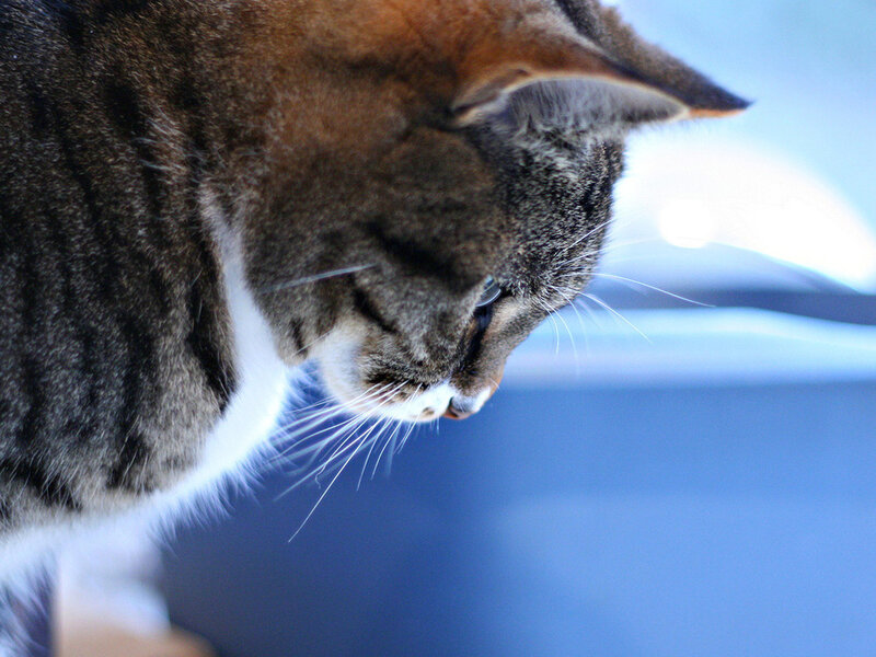 Tabby Cat Looking Down — Gray, Calm