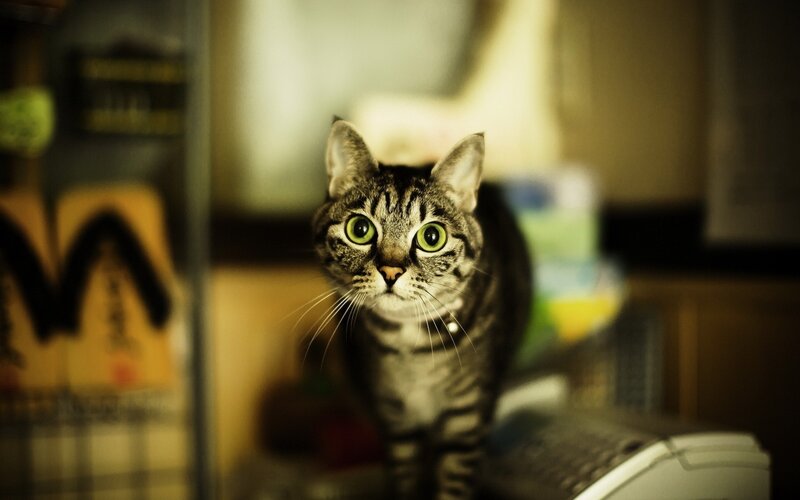 Tabby Cat Looking Forward — Brown, Curious