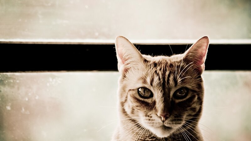Tabby Cat Looking Forward — Brown