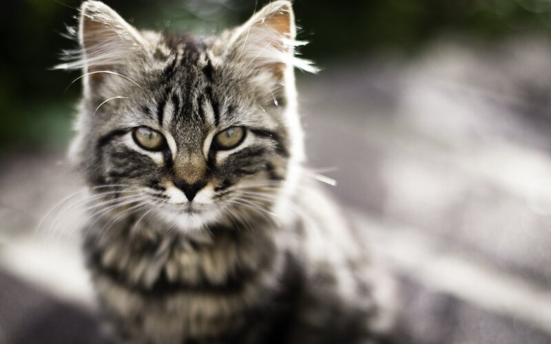 Tabby Cat Looking Forward