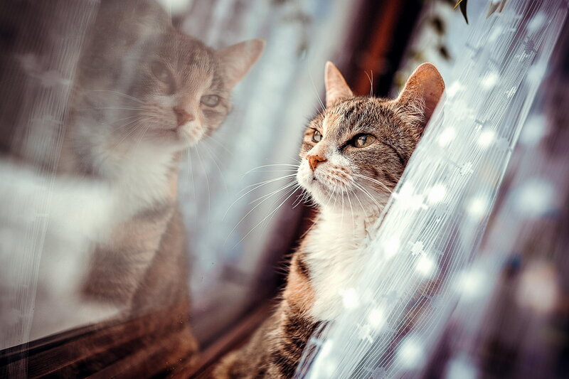 Tabby Cat Looking Out — Brown, Calm, Night