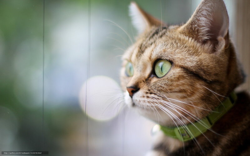 Tabby Cat Looking Out — Brown, Calm