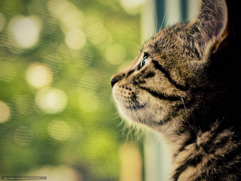 Tabby Cat Looking Out — Brown