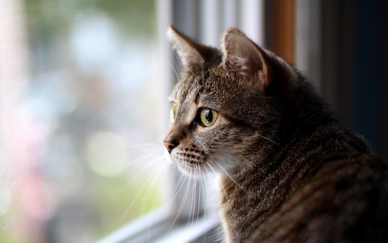Tabby Cat Looking Out Window — Brown, Calm