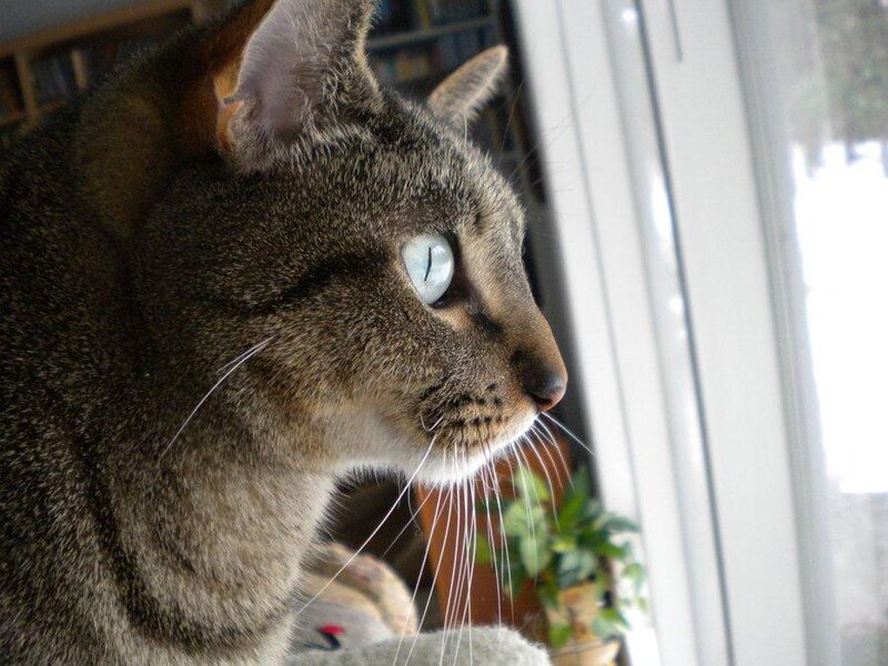 Tabby Cat Looking Out Window — Brown