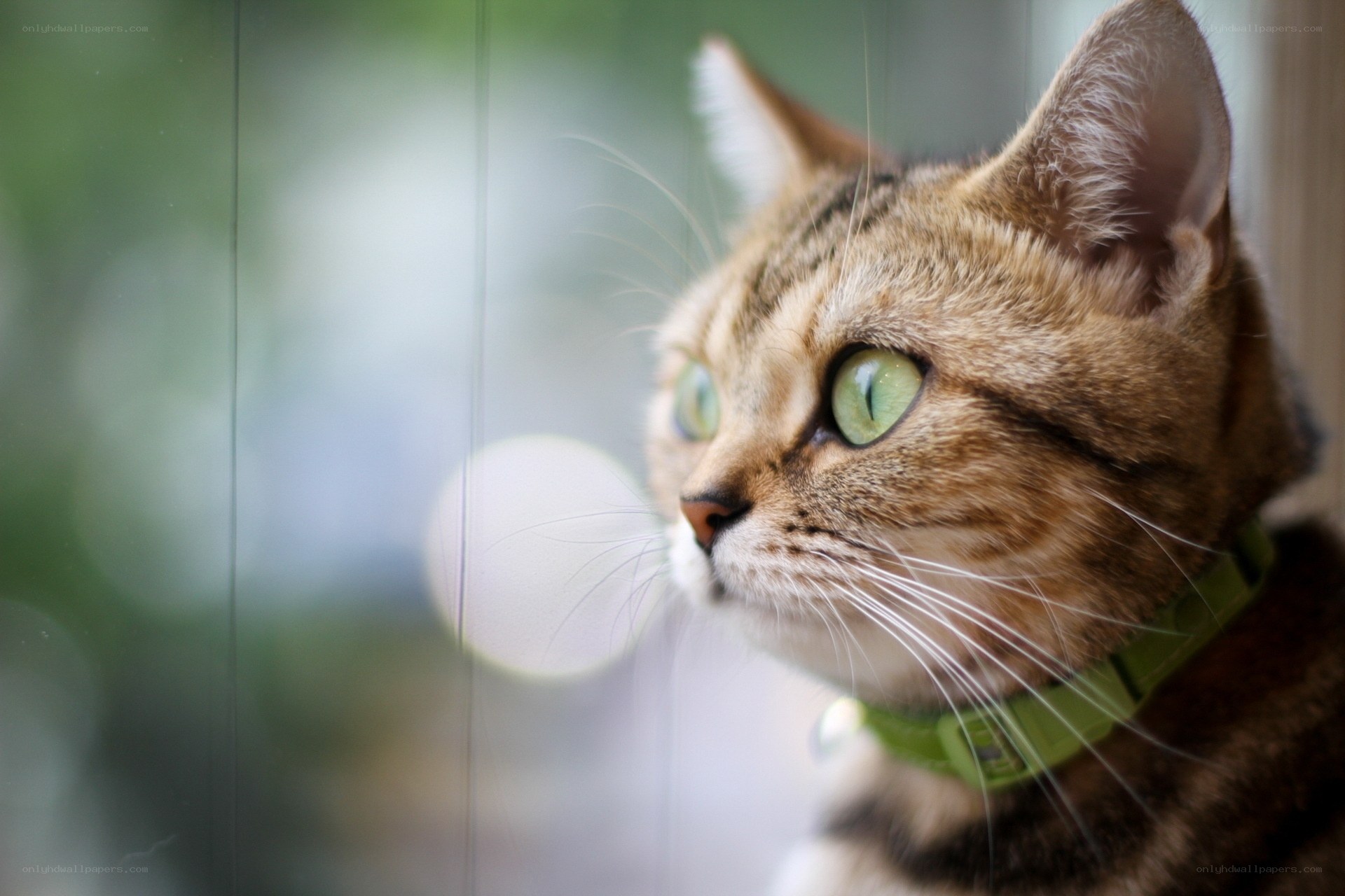 tabby cat looking out window