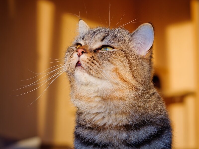 tabby cat looking up
