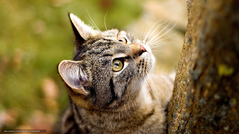 Tabby cat looking up