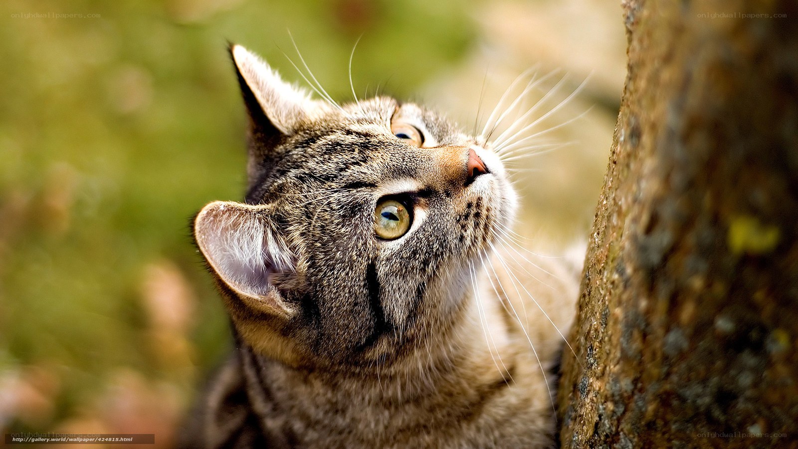 Tabby cat looking up