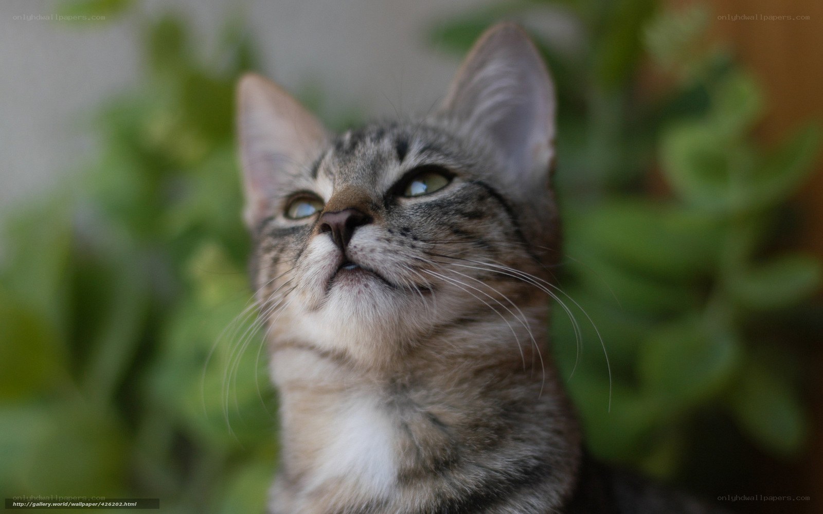 tabby cat looking up