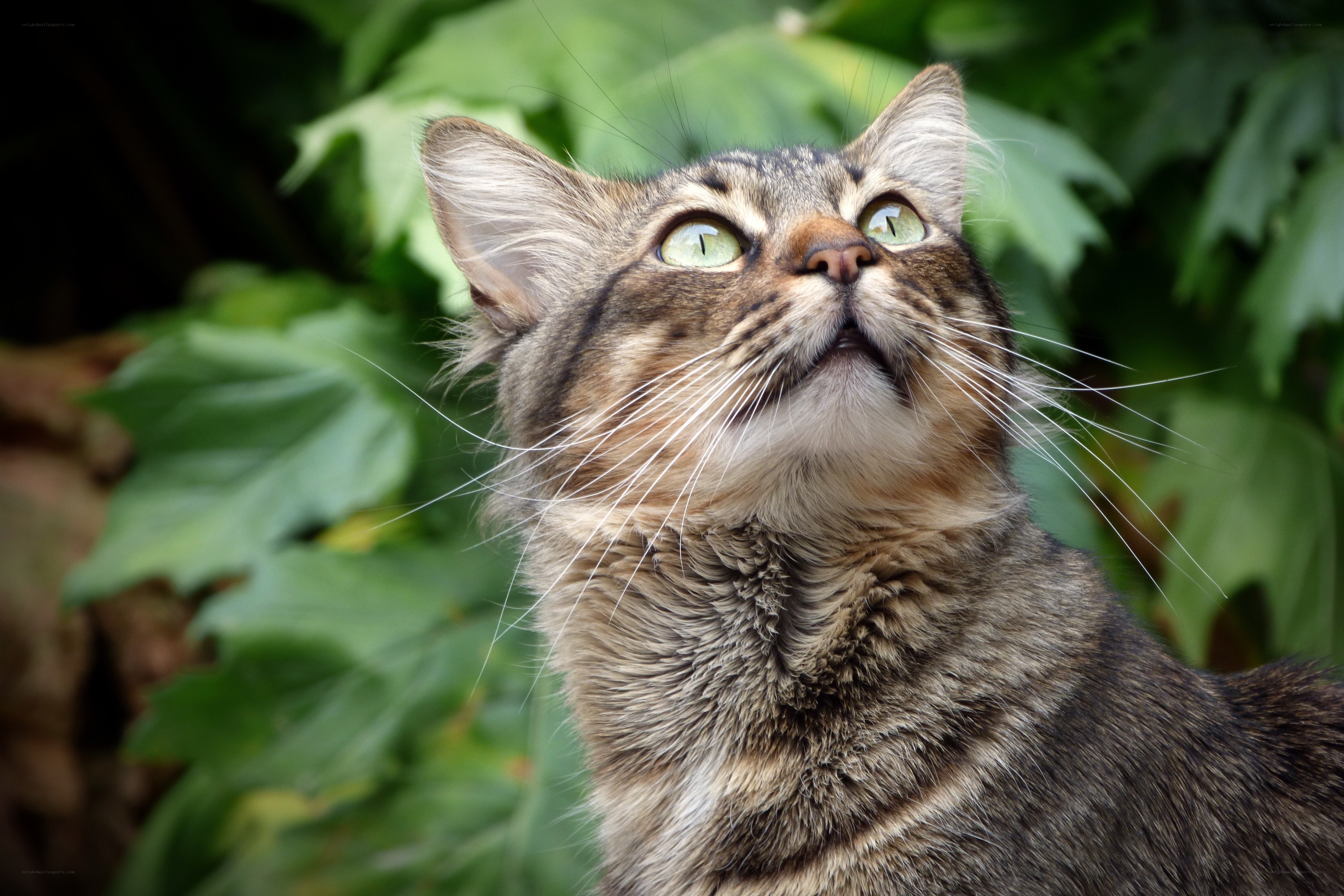 tabby cat looking up