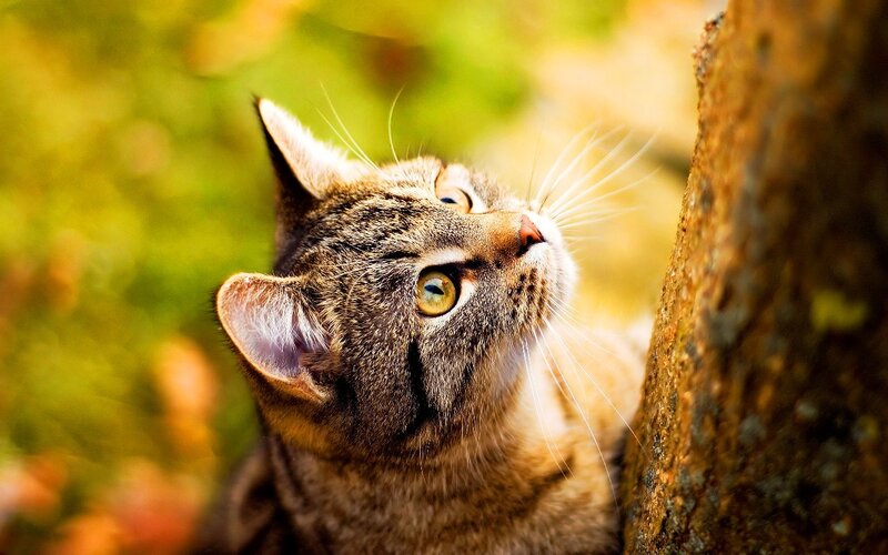 tabby cat looking up