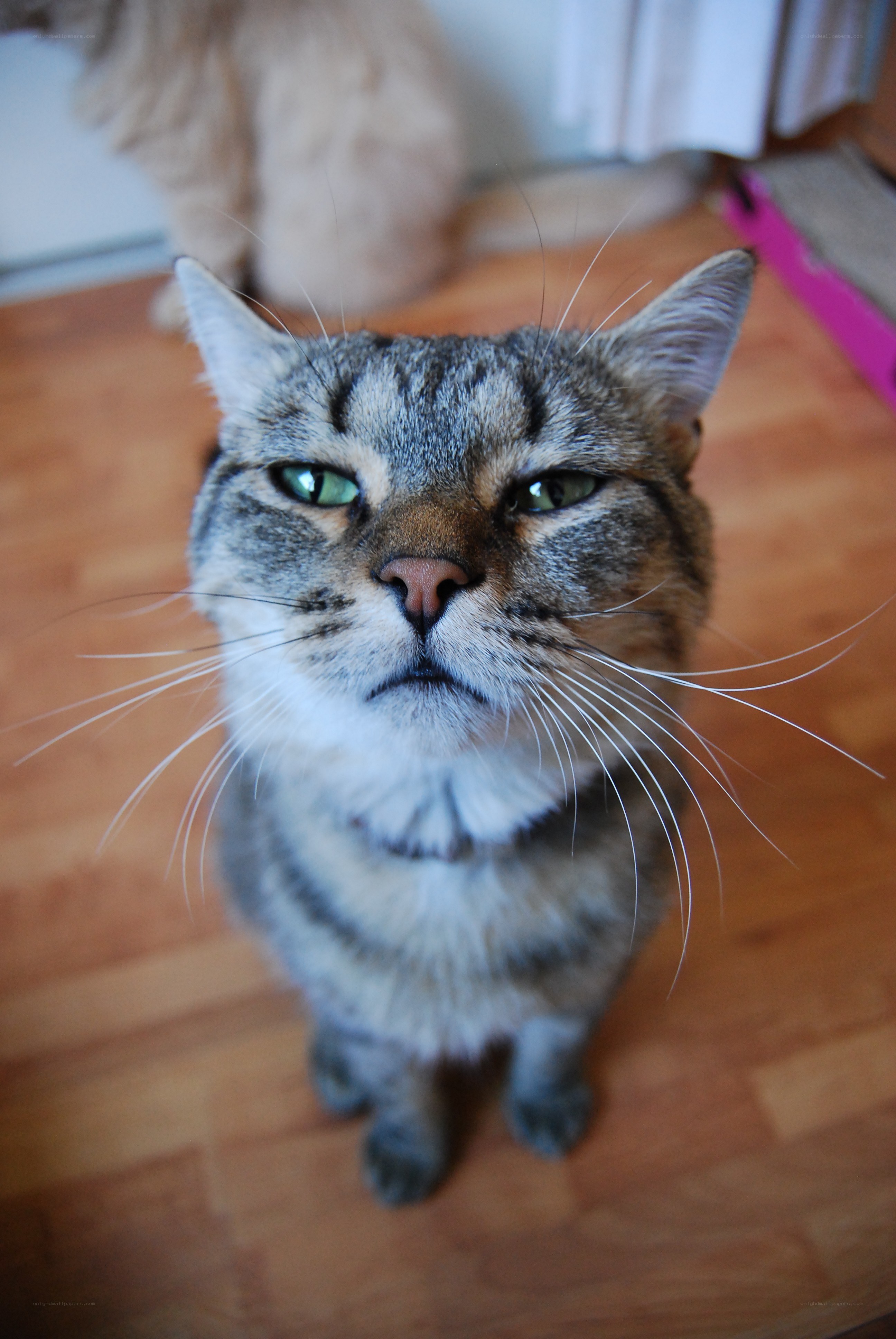 tabby cat looking up