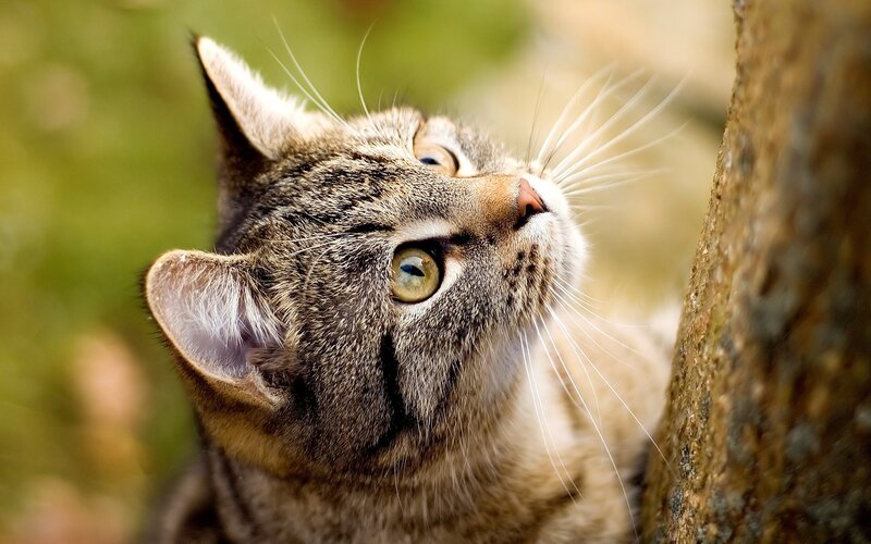 tabby cat looking up