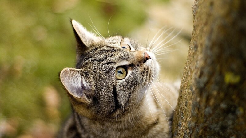 tabby cat looking up