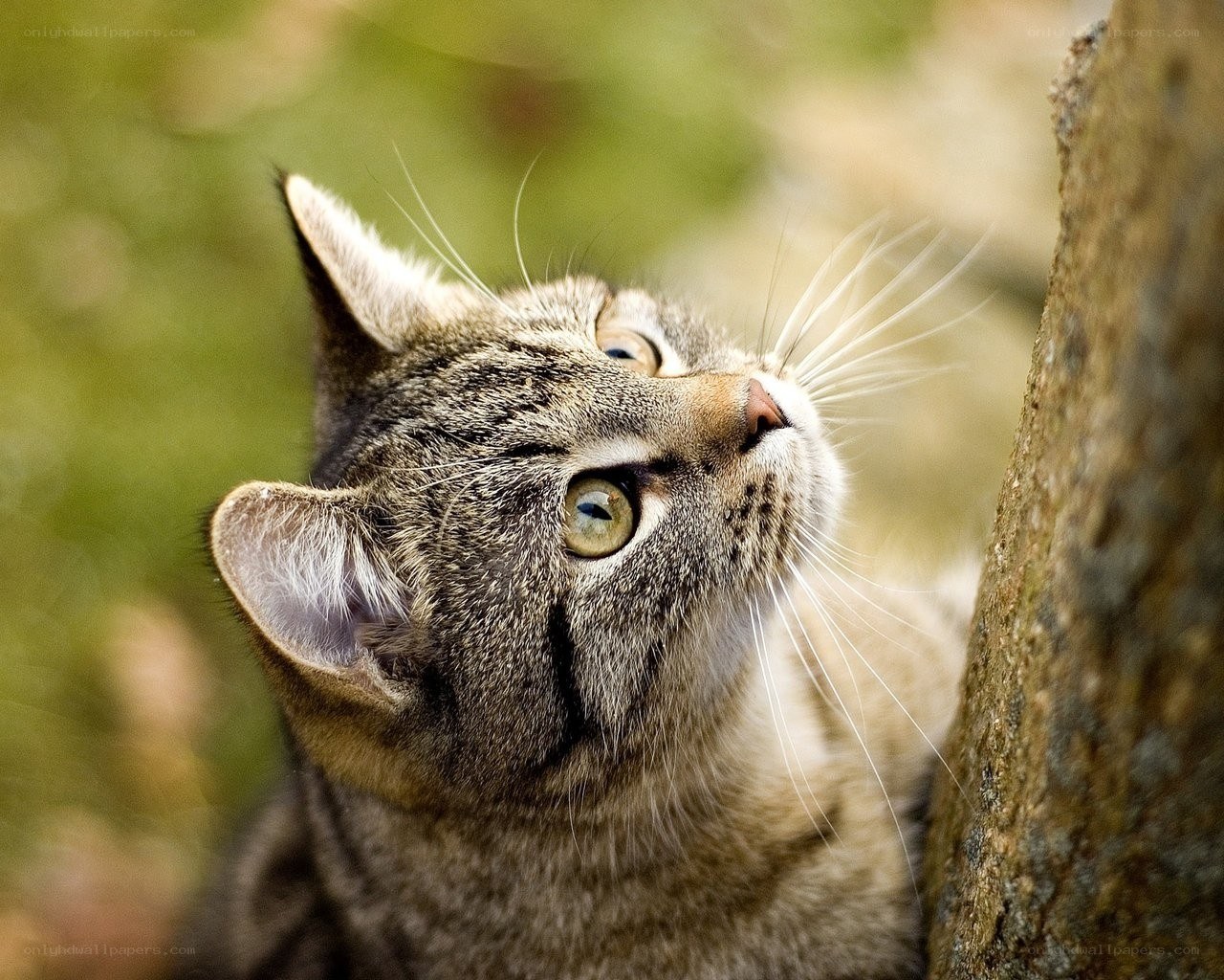 tabby cat looking up