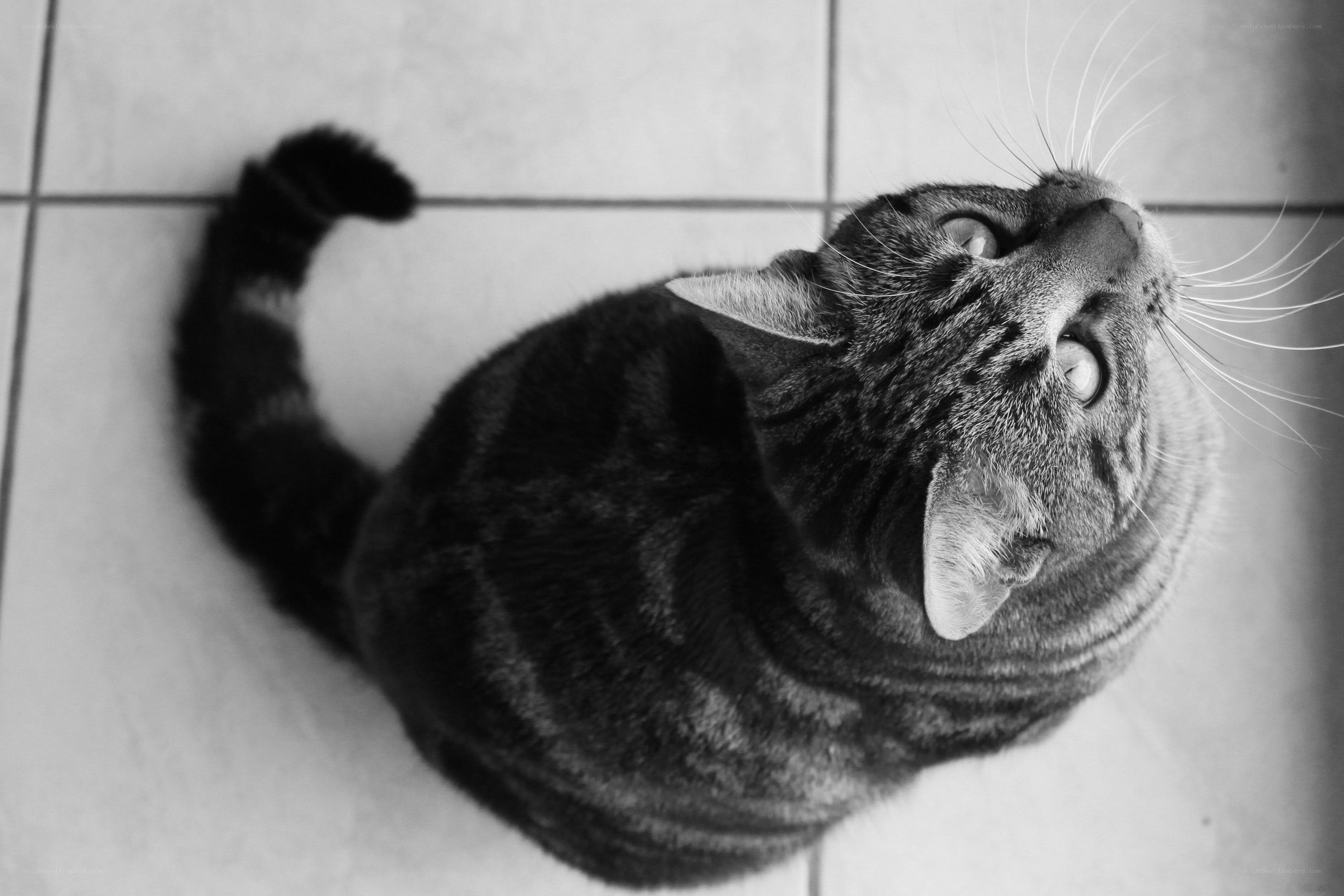 tabby cat looking up