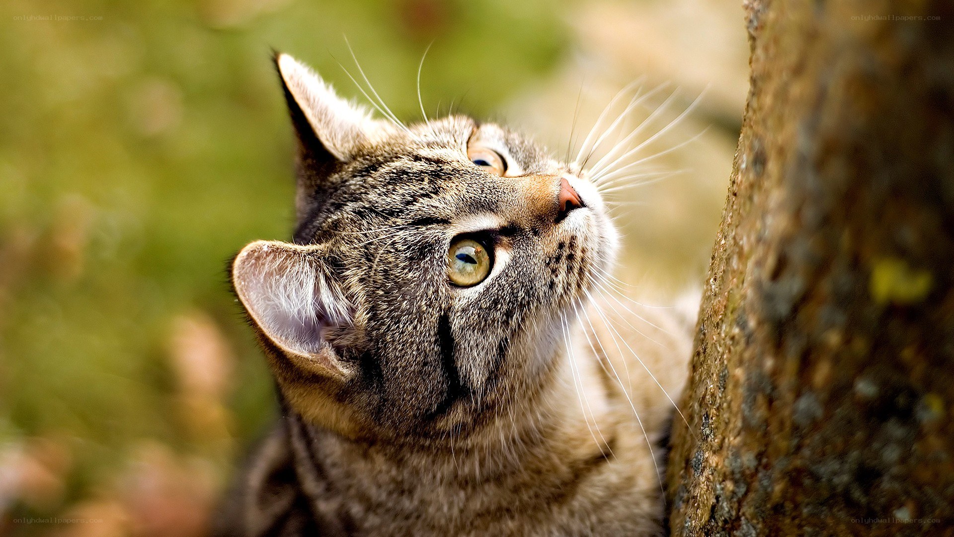 tabby cat looking up