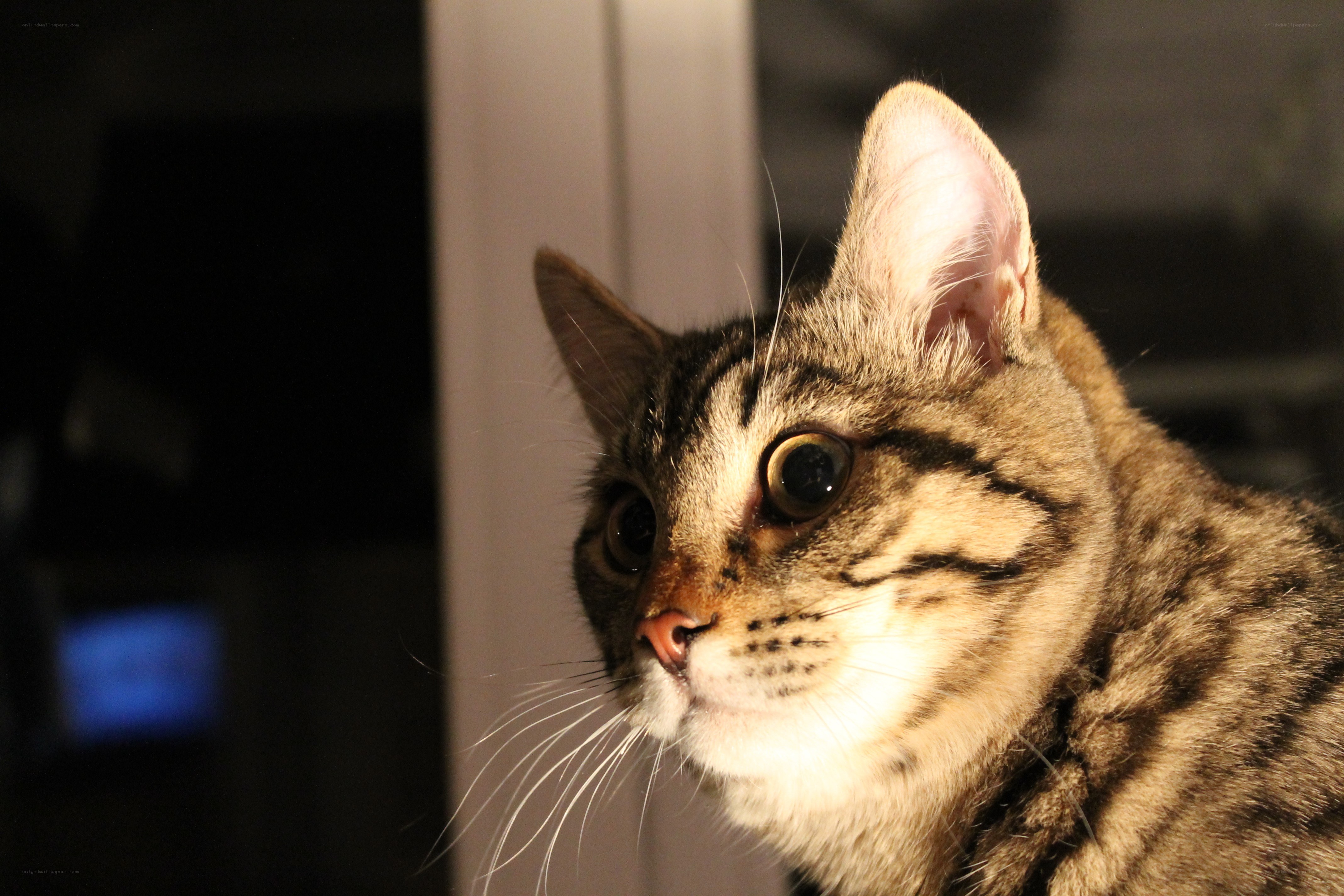 tabby cat looking up