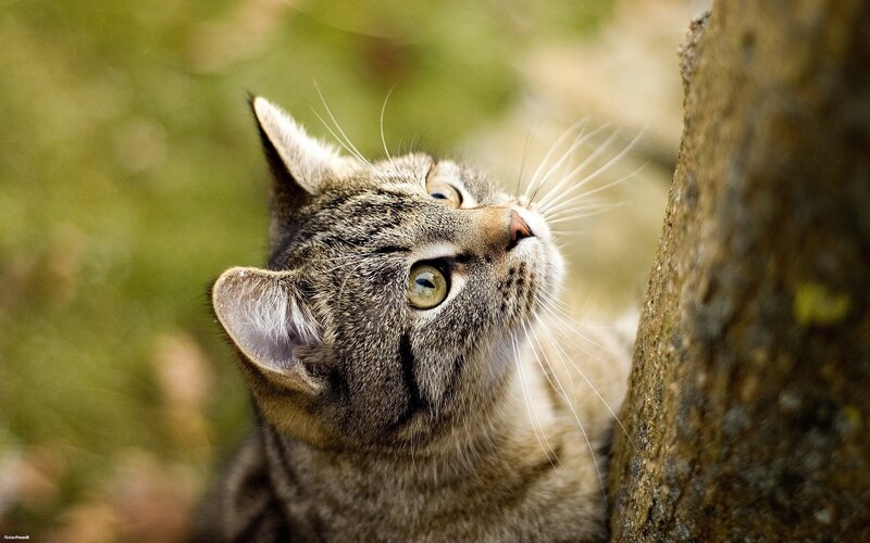 tabby cat looking up