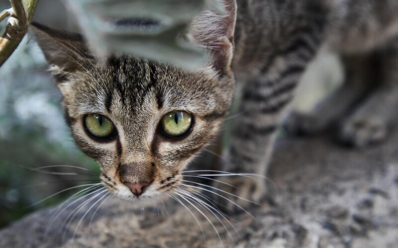 tabby cat looking up