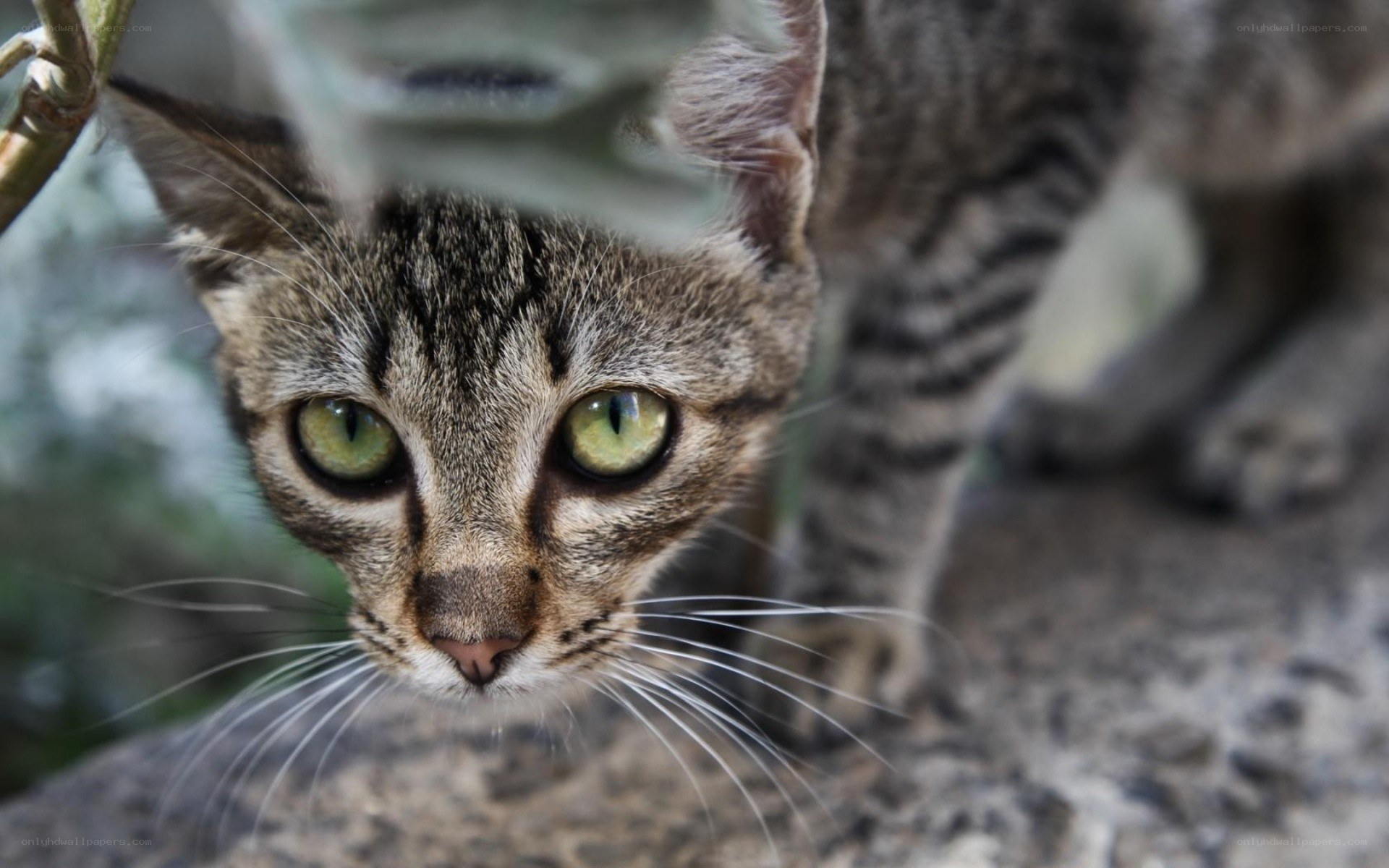 tabby cat looking up