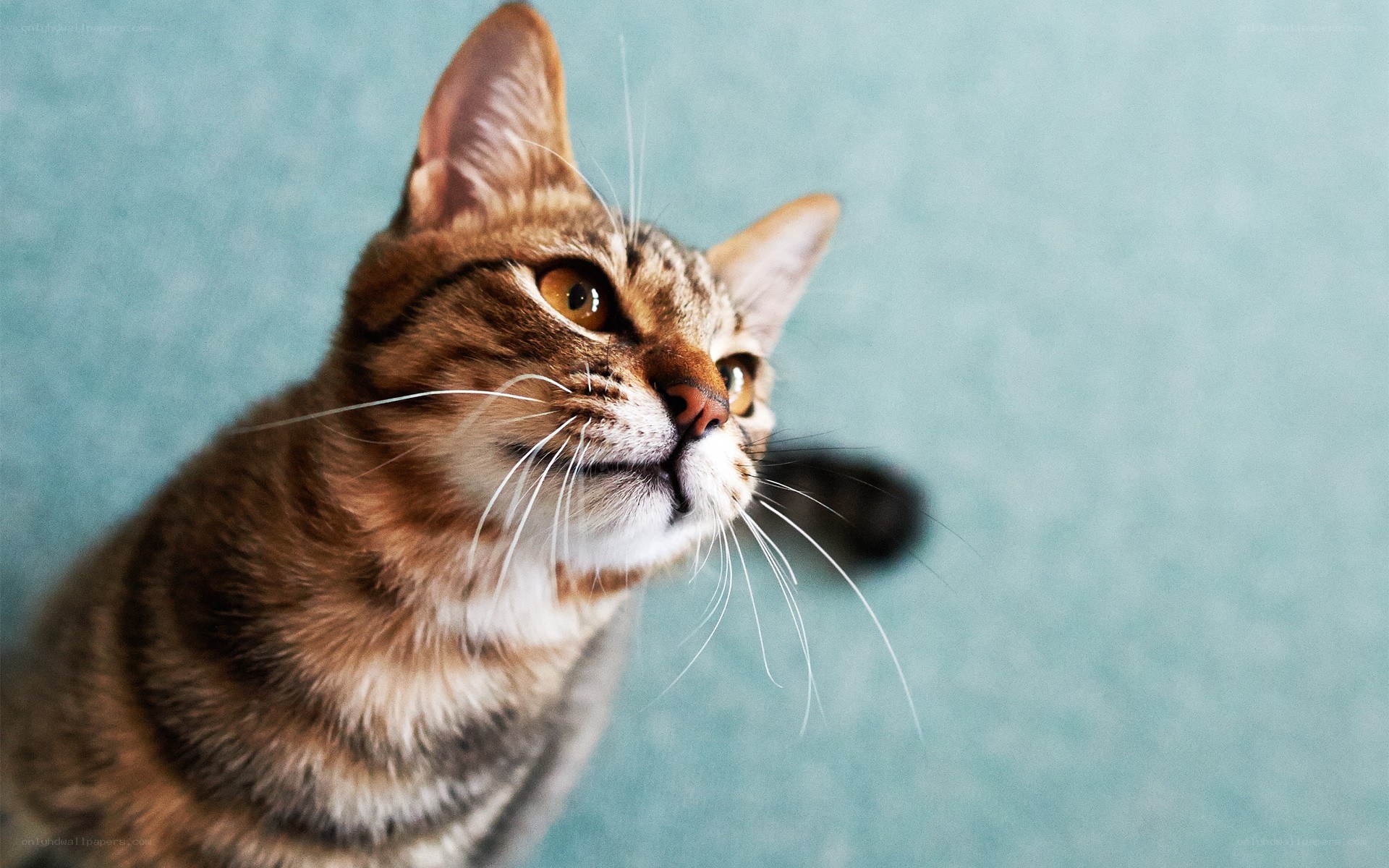 tabby cat looking up