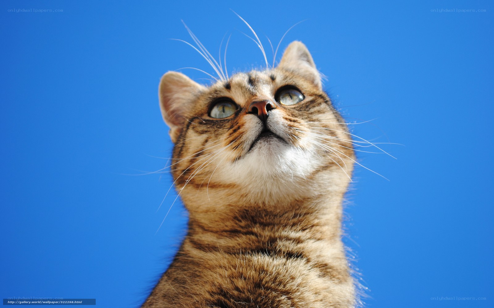 tabby cat looking up