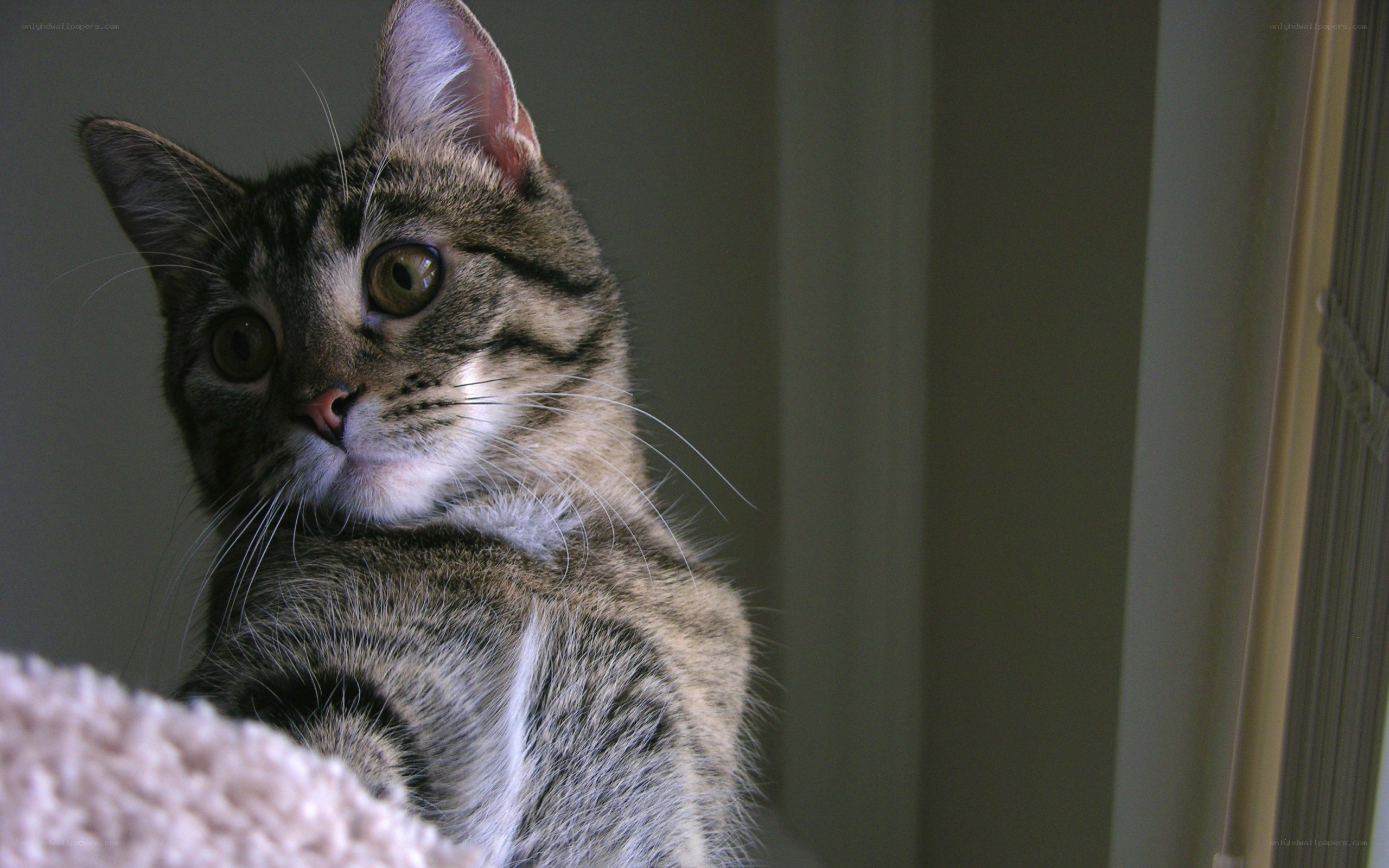 tabby cat looking up