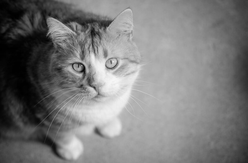 Tabby Cat Looking Up — Black, Calm