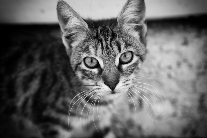 Tabby Cat Looking Up — Black, Intense