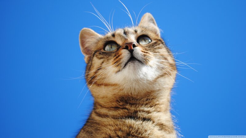 Tabby Cat Looking Up — Blue, Curious, Afternoon, Photograph, Blue Sky
