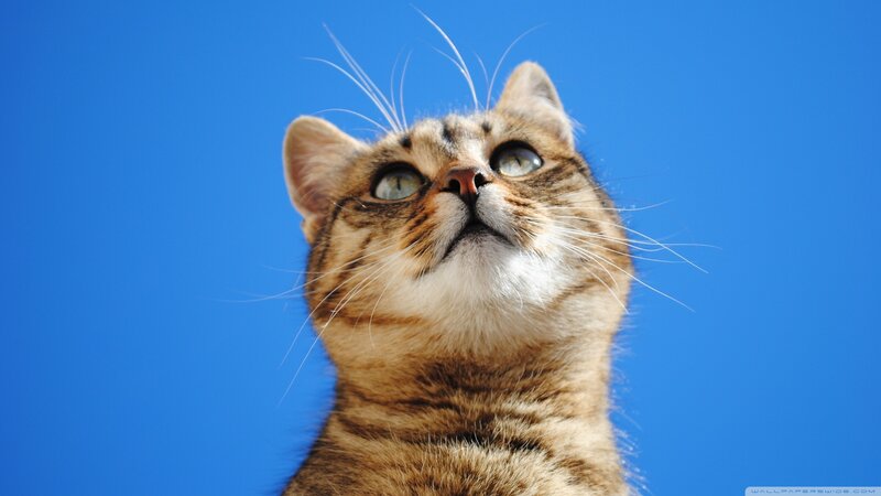 Tabby Cat Looking Up — Blue, Curious, Afternoon, Photograph, Blue Sky, Whiskers