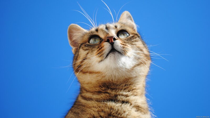 Tabby Cat Looking Up — Blue, Curious, Afternoon, Photograph