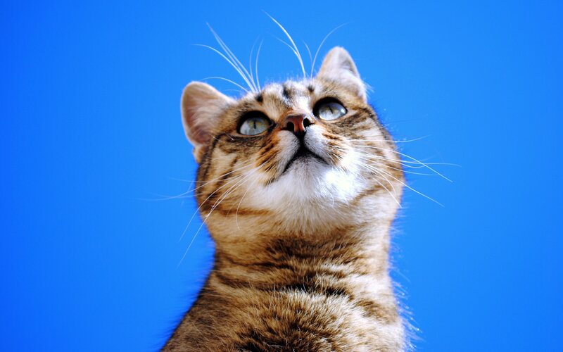 Tabby Cat Looking Up — Blue, Curious, Afternoon