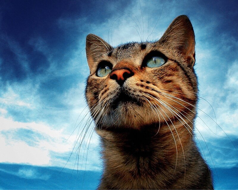 Tabby Cat Looking Up — Blue, Dramatic, Photograph, Sky