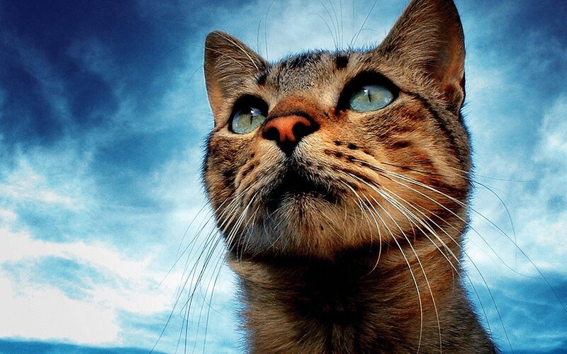 Tabby Cat Looking Up — Blue, Dramatic, Photograph