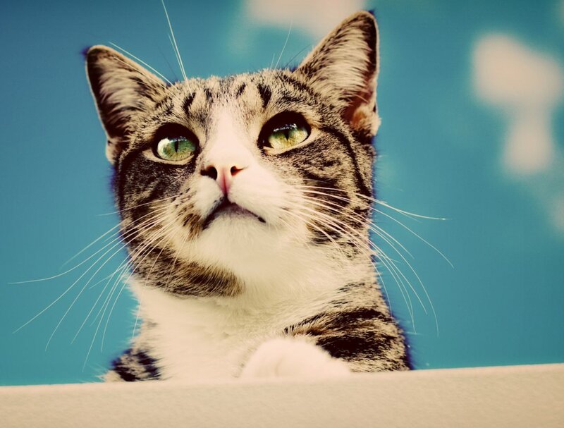 Tabby Cat Looking Up — Blue