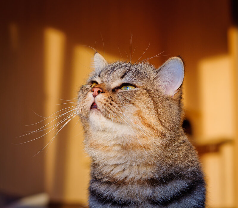Tabby Cat Looking Up — Brown, Calm, Afternoon, Photograph