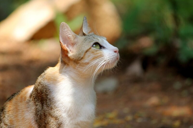 Tabby Cat Looking Up — Brown, Calm, Afternoon