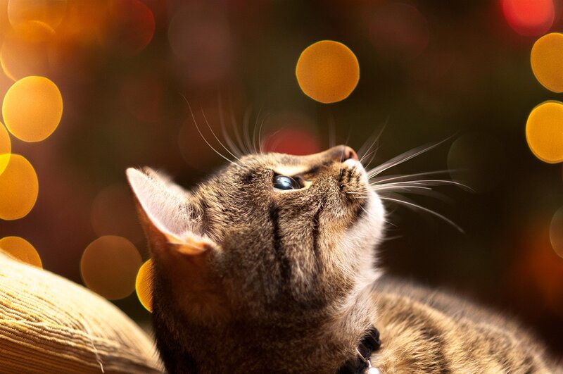 Tabby Cat Looking Up — Brown, Calm, Night